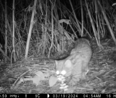 Reducing poultry-carnivore conflict and promoting guigna conservation in Chile