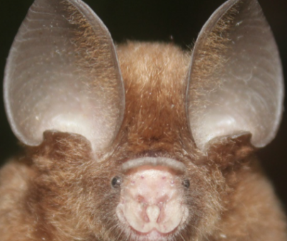 Roost and habitat protection for short-tailed roundleaf bats in Nigeria