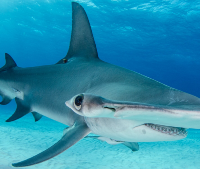 Conservation of the Critically Endangered Hammerhead Sharks in Ghana