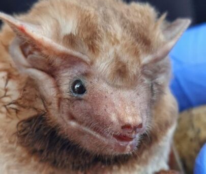 Saving the Hildegarde’s tomb bat from local persecution due to its association with the Covid-19 pandemic