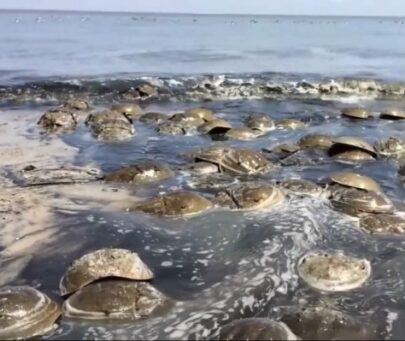 Frontier social conservation action and research on horseshoe crabs in Indonesia