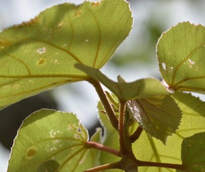 Ecology and conservation of the critically endangered Dombeya ledermannii in Nigeria