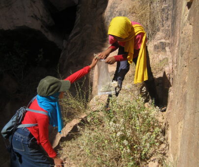 Using an education and awareness programme to conserve endangered plants in South Sinai, Egypt