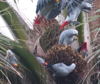 Reconciling the expansion of oil palm plantations and the conservation of Endangered grey parrots