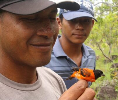 Implementing a community-based conservation management zone to protect the red siskin in Guyana