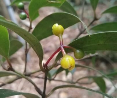 Conservation of threatened plant species in a high diversity area of the Brazilian Atlantic forest