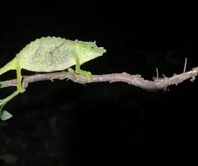 Befriending the three Critically Endangered pygmy chameleons in Morogoro, Tanzania