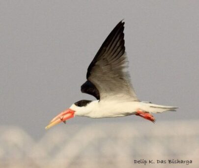 ‘Helping the skimmer skim’- Establishing a conservation model for Indian skimmers