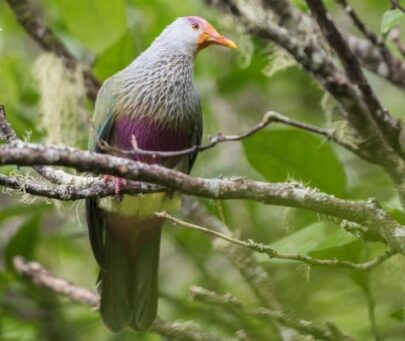 Testing conservation and habitat restoration methods to preserve Rapa’s endemic avifauna