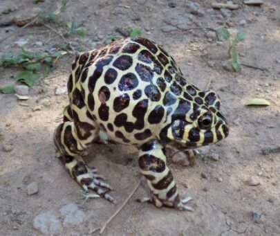 Creating the grassroots to conserve the Santa Fe frog in the South American Great Chaco