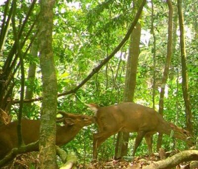 The snaring disaster and optimistic solutions for in situ wildlife conservation in Vietnam and Laos