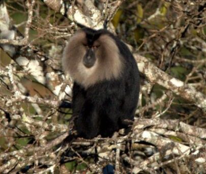 Status of lion-tailed macaques in the Nilambur forests of Nilgiri Biosphere Reserve, India