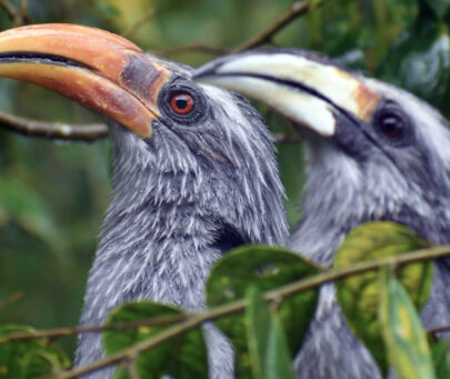 Conservation of the Vulnerable Malabar Grey Hornbill in Southern Western Ghats, India