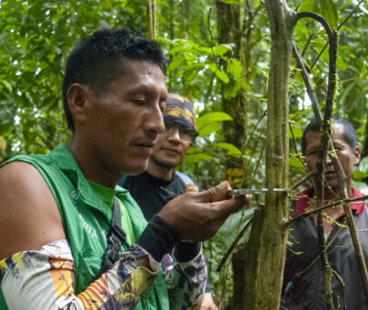 Using lowland tapirs to preserve biocultural diversity in an Indigenous Territory in Colombia