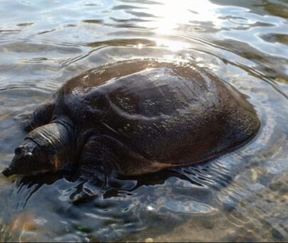 Conservation of black softshell turtles in Assam, northeast India