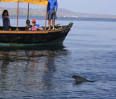 Spatial Ecology and conservation of hammerheads (Sphyrna zygaena) in Peru