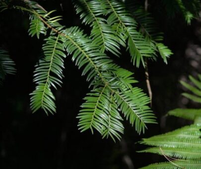 Restoring the wild population of Maire’s yew in Nepal