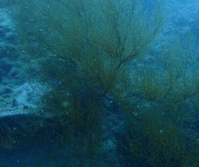 Tracing the cultural beliefs and ecological impact of using black corals “Akar Bahar” in Indonesia
