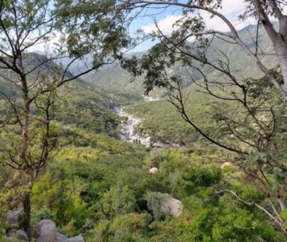 Conservation of an endemic and Endangered oak tree in Baja California Sur, Mexico