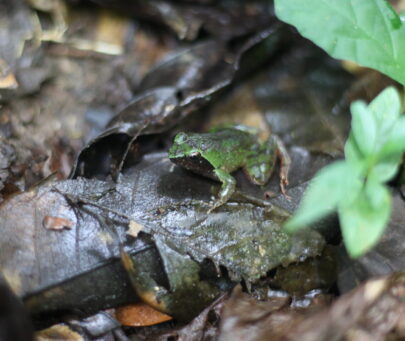 Saving the Critically Endangered Intermediate puddle frog in Ghana