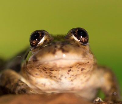 Recovering the Critically Endangered El Rincon stream frog in Patagonia, Argentina