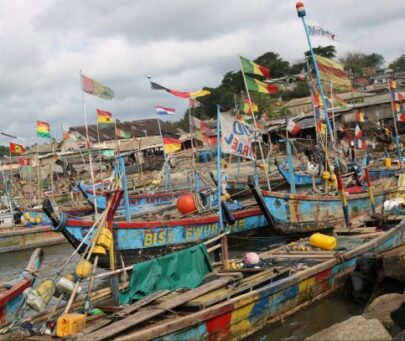 Saving the Critically Endangered giant guitarfishes in Ghana