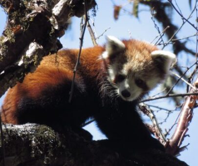 Community-based conservation of red panda in Arunachal, India