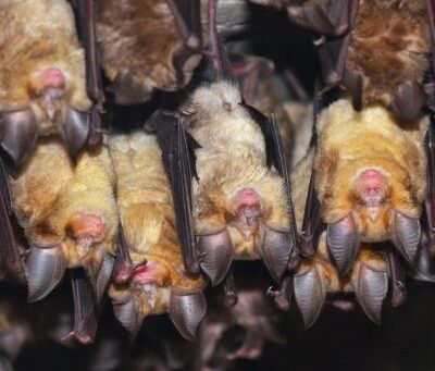 Transboundary conservation of horseshoe bats in the Romanian-Serbian Iron Gates