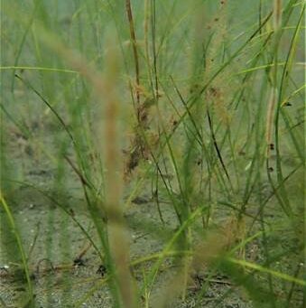 Taking action to conserve understudied key seagrass species in Osa, Costa Rica