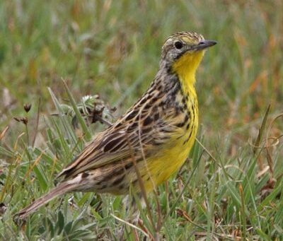 Monitoring and habitat rehabilitation for Sharpe’s longclaw in Kinangop, Kenya