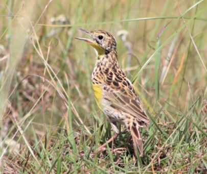 Sharpes Longclaw and African People: Conservation through Co-existence in Kinangop Plateau Kenya