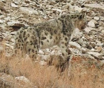 Testing snow leopard human-wildlife conflict prevention measures in Tajikistan