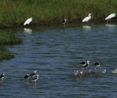 Conserving shorebirds through community engagement in the Red River Delta, Vietnam