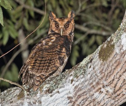 Assessing populations and promoting Sokoke scops-owl and Usambara eagle owl in the Eastern Arc Mountains, Tanzania