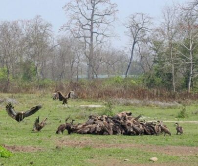Community-based conservation of Critically Endangered vulture species in western Nepal