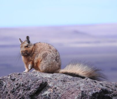 Unravelling Wolffsohn´s viscacha: Conservation of a mysterious inhabitant of Patagonia, Argentina