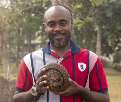 Safeguarding the Endangered White-bellied (Phataginus tricuspis) pangolin in Ghana
