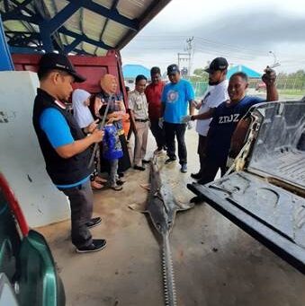Socio-scientific research on sawfish populations in Indonesia
