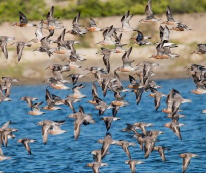 Conservation of threatened migratory and resident shorebirds in the Banco dos Cajuais, Brazil