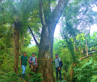 Implementation of agroecological practices to conserve the yellow-naped parrot in agroecological farms
