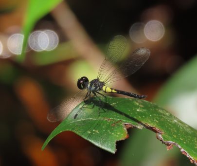 Biodiversity conservation of endemic and threatened dragonflies in Kahayan River, Central Kalimantan