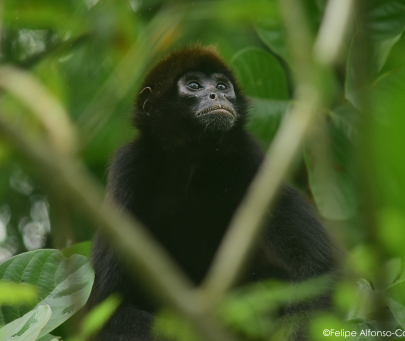 Working together to protect endangered primates in the Ecuadorian Chocó, Manabà province