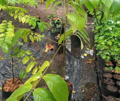 Conservation of the endemic and Critically Endangered Vangueriopsis shimbaensis in coastal Kenya