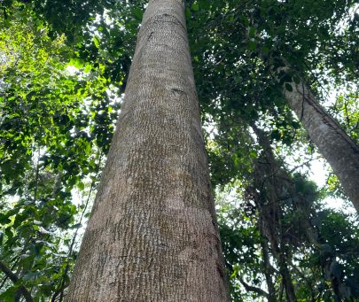 Recovery and conservation of the Critically Endangered great tiger-nut tree in Ghana