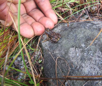 Saving the Critically Endangered cave squeaker in Chimanimani, Zimbabwe