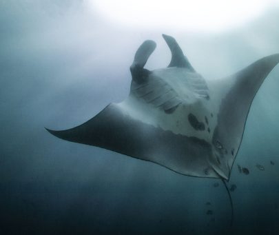 Gentle giants of Mozambique: Protecting vulnerable species for a thriving ocean