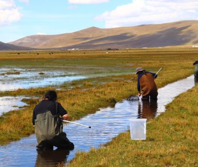 Evaluation of the conservation status of Orestias spp. with communities in the Central Andes, Peru