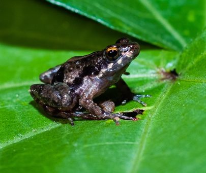 Conservation of the endemic, recently discovered Afia Birago’s puddle frog in Ghana